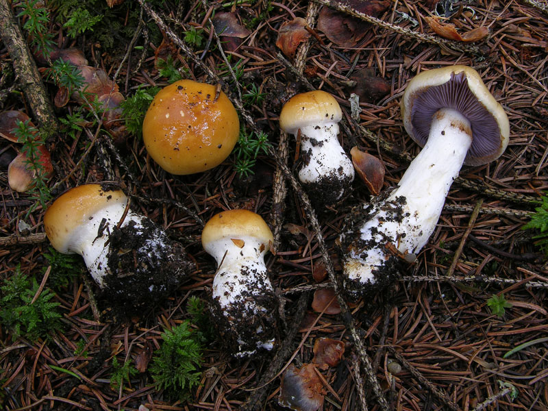 Finalmente Cortinarius.